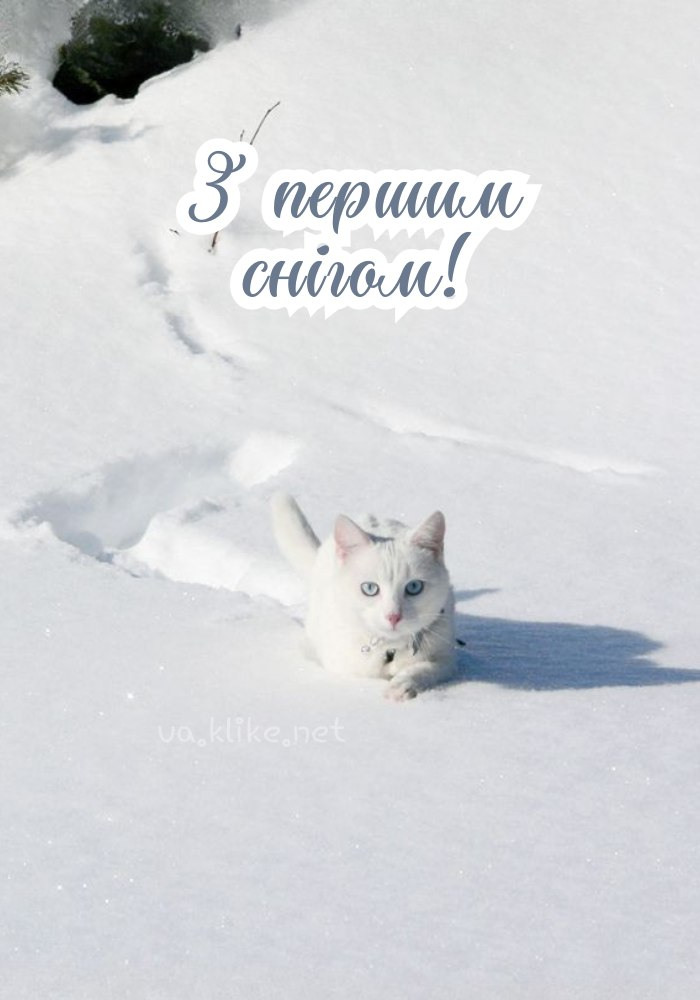 Вітаю з першим снігом! Білий котик.